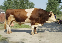 什么品种的牛适合在东北养殖
