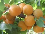 陜西金太陽(yáng)杏批發(fā)價(jià)格