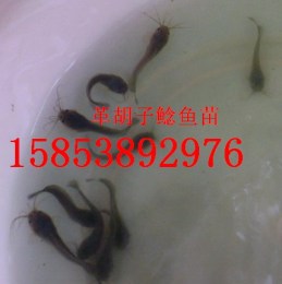 2013年鯰魚苗養(yǎng)殖利潤 養(yǎng)殖業(yè)什么最賺錢