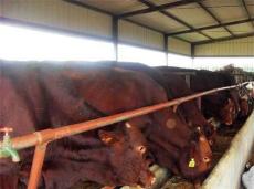 广西肉牛犊小牛价格山羊波尔山羊养殖