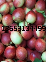 陕西大荔518油桃上市大量批发中油5油桃