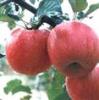 红富士苹果苗
