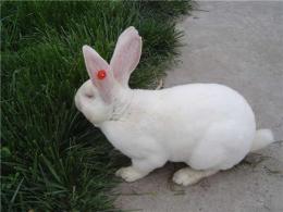 獭兔养殖 獭兔养殖前景效益分析
