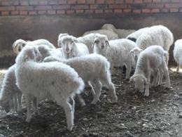 肉羊品种 羊苗价格
