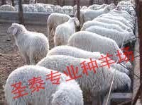 圣泰畜牧专业小尾寒羊利润分析