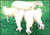 羔羊的免疫程序和疾病防治