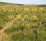 供应西藏营养钵油松苗 80-120公分油松树苗