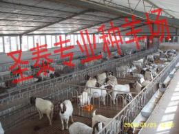 养殖波尔山羊价格及前景效益分析