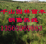 供应北京营养钵黑松苗 80-120公分黑松树苗