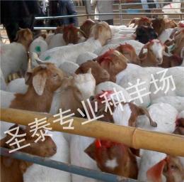 圣泰专业舍养饲养肉羊技术