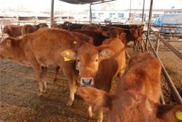 肉牛养殖技术鲁西黄牛价格