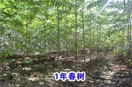 山西省 多栽树是绿化工程 毛白杨销售