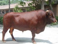黑龙江种牛犊多少钱一斤