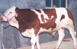 改良牛的口蹄疫病情控制与治疗