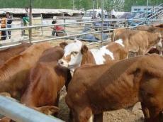 6月2日宏本牧业肉牛的最新价格