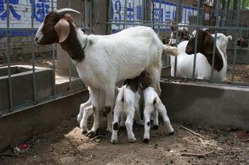 波尔山羊的哺乳期的饲养和管理