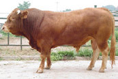 西门塔尔牛价格 西门塔尔牛的养殖