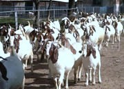 河南郑州波尔山羊养殖场哪里有卖波尔山羊